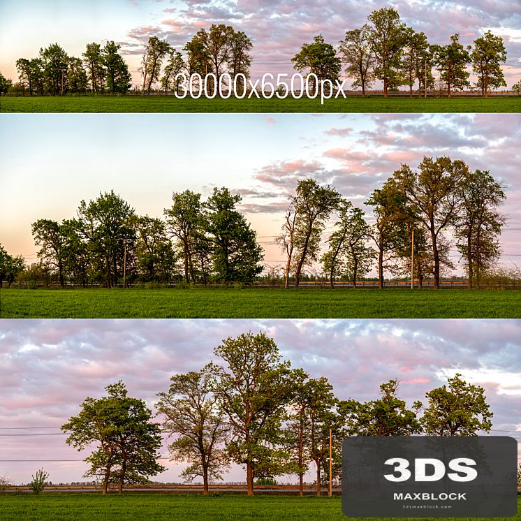 Panorama with trees. Sunset