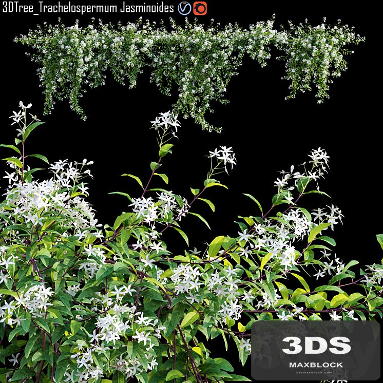 Trachelospermum Jasminoides | Star jasmine creeper