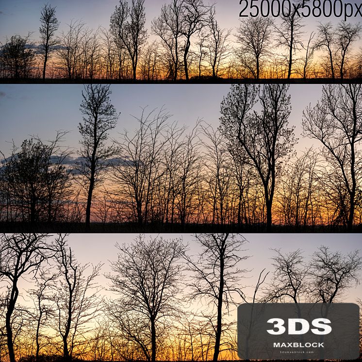 Silhouettes of trees at sunset. Panorama
