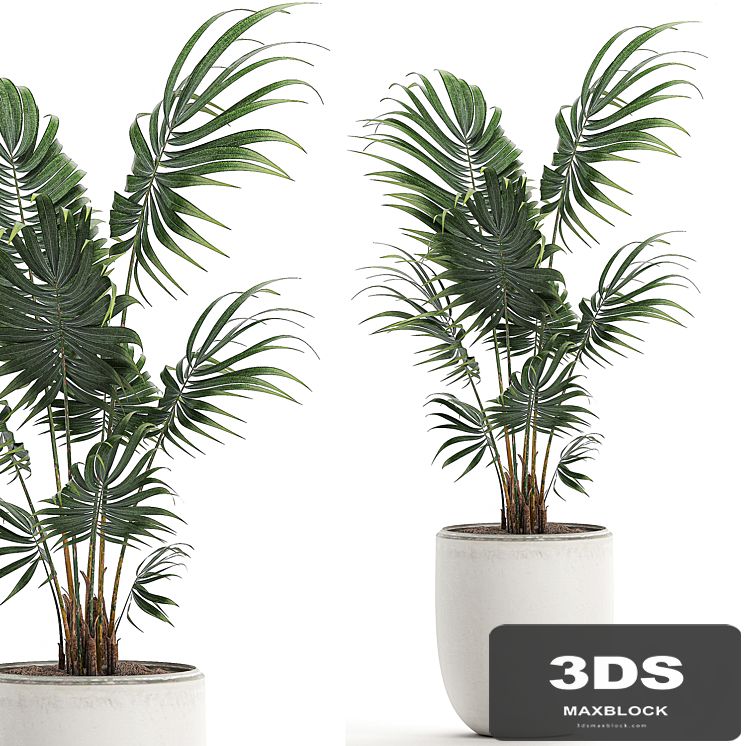 A beautiful small decorative indoor palm tree in a white modern pot with Hovea, kentia, neanta. Set 519.