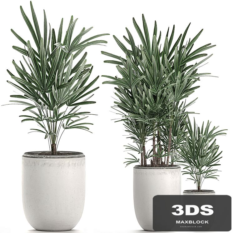 Beautiful small decorative indoor palm tree in a white modern pot with bamboo palm Rapis. Set 521.