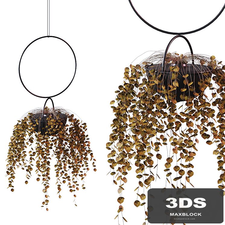 Hanging Planter Plant # 2 / BLUMENKUGEL EDITION