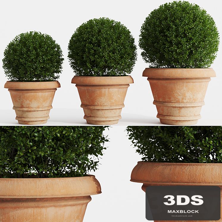Boxwood evergreen in clay pots