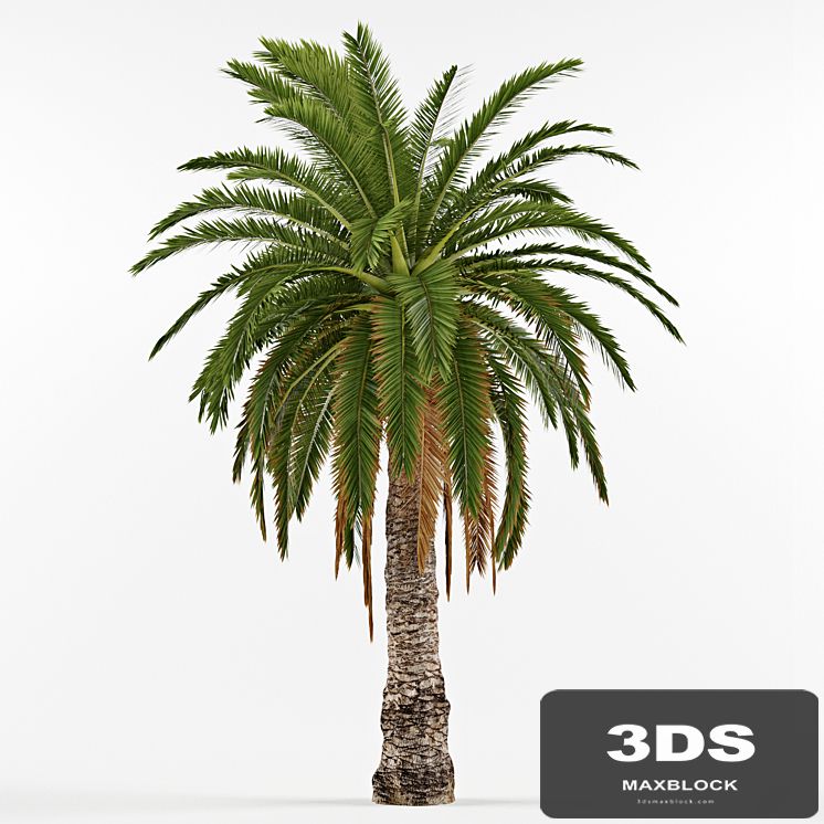Phenicus Canary / Phoenix Canariensis