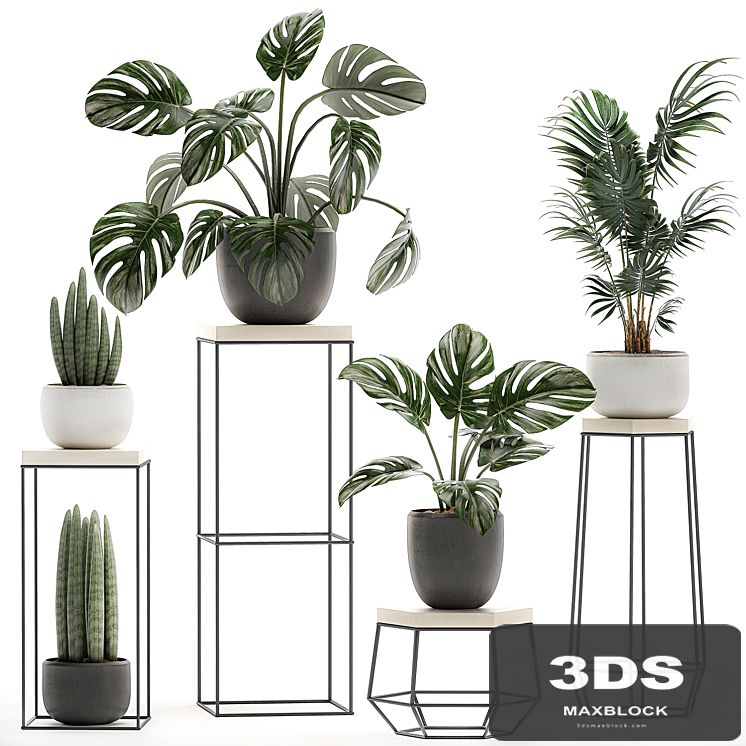 A collection of small plants in pots on tables with stands from Monstera, hovea, palm, Sansevieria. Set 523.