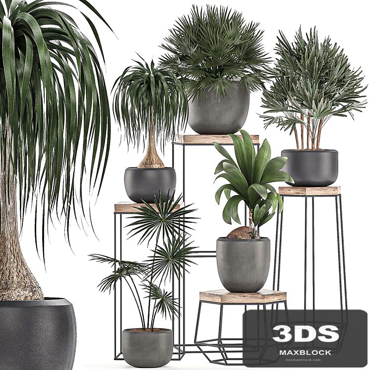 A collection of small plants in pots on stand tables with dracaena, rapeseed, palm, fan, coconut nutsifera. Set 525.