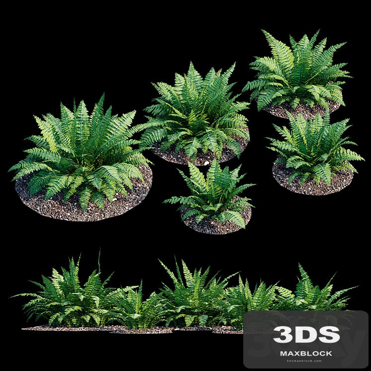 Fern bush