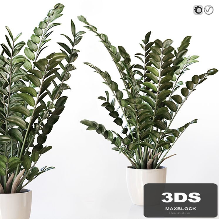 Amazing plant Zamioculcas in white vase