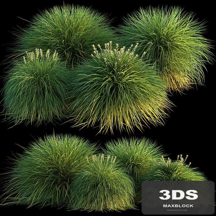 Miscanthus