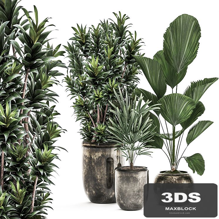Collection of plants in luxury pots with Dracaena, Licuala, palm, rapis, luxury decor. Set 531