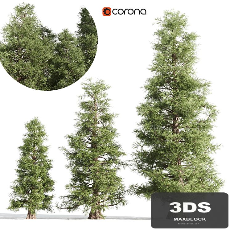 3 cedar tree