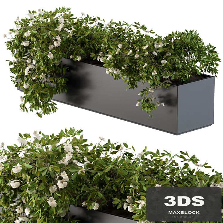 Modern Planter Box White Flower