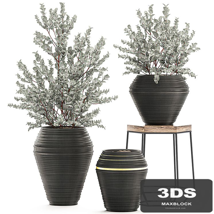 Collection with a small decorative tree Eucalyptus ash bush in a black ethnic pot vase. Set 534.
