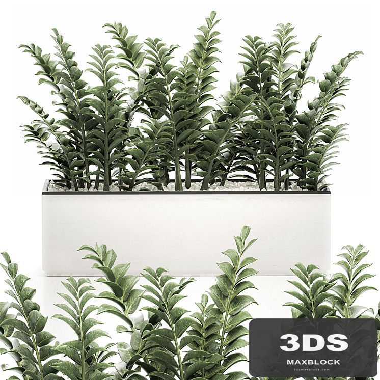 A small lush decorative exotic Zamiokulkas flower in a white pot with gravel. Set 535.