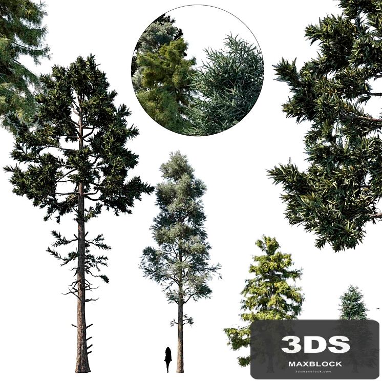 coniferous tree set 1
