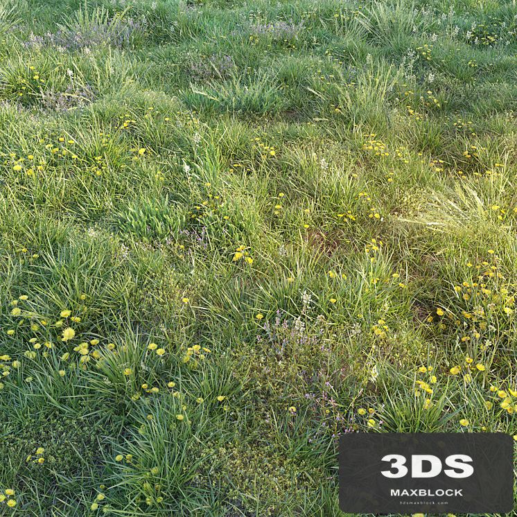 Spring grass with dandelions