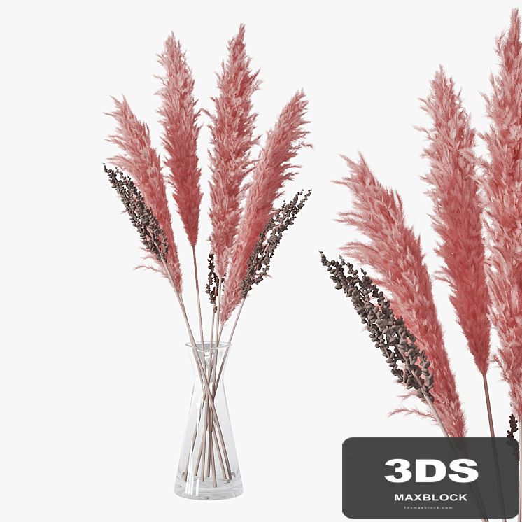 Pampas grass 04