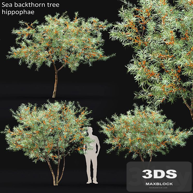 Sea Buckthorn | Hippophae # 1