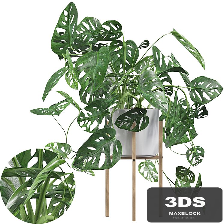 Plants collection 028 - Monstera monkey mask 02