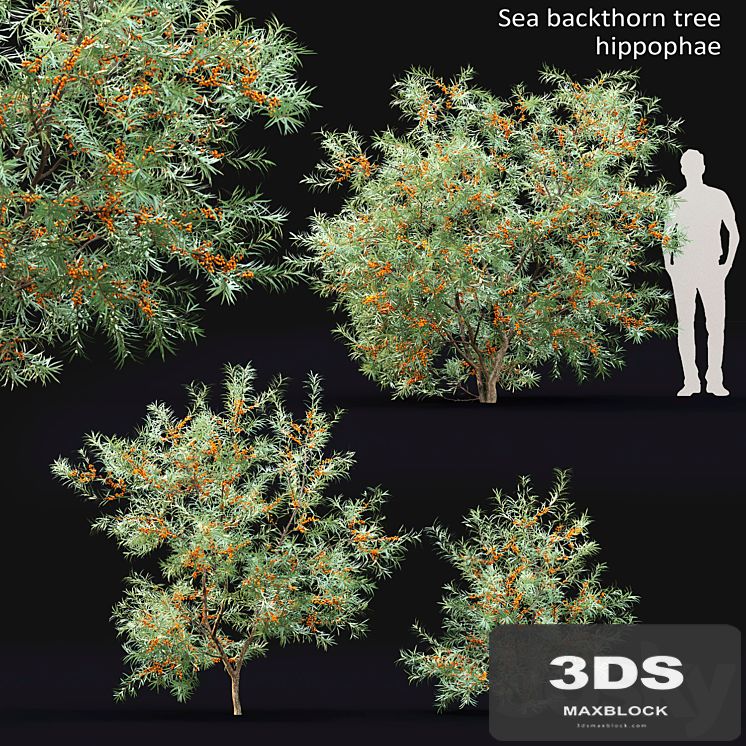 Sea Buckthorn | Hippophae # 2