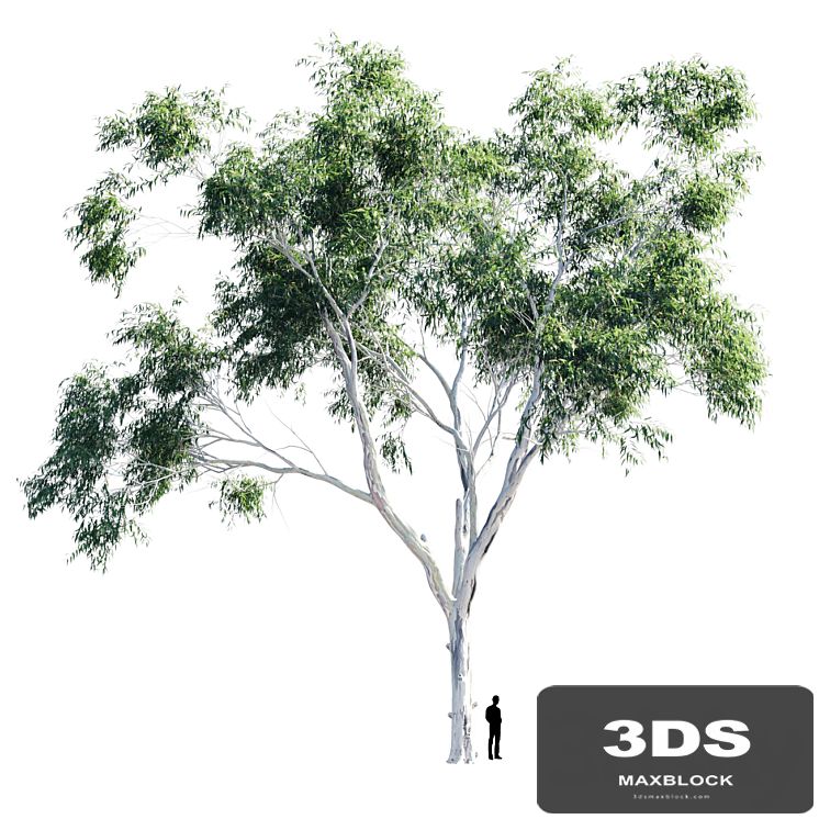 Eucalyptus 9