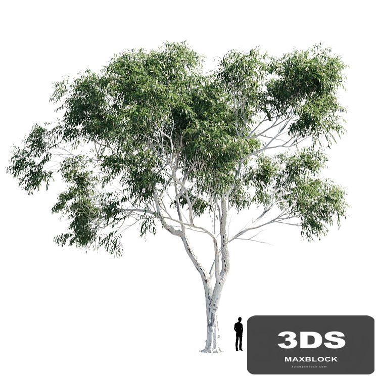 Eucalyptus 8