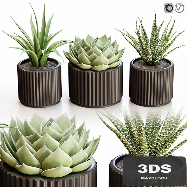 Flowerpots in black pots