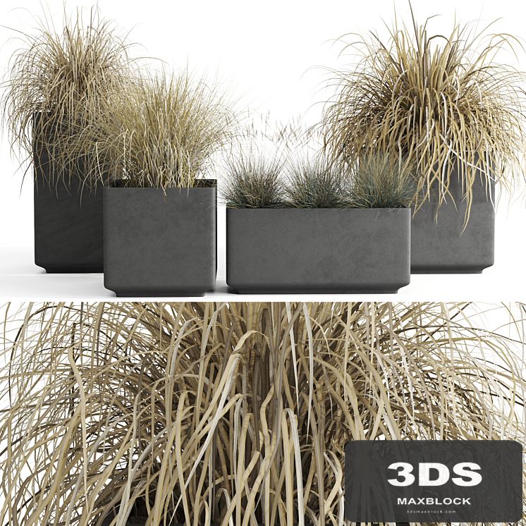 Dry decorative cereals in pots