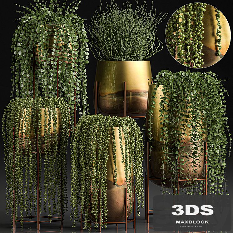 A collection of plants in luxury gold pots with Rowley's Crossberry, dyschidia, Succulents, hanging plants. Set 543.