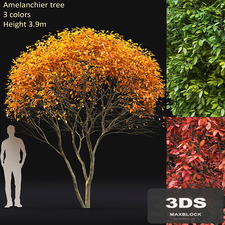 Amelanchier