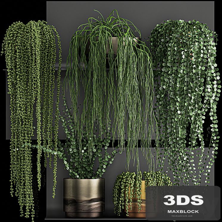 A collection of hanging plants in white pots on a flower shelf with Rowley's Krestovnik, dyschidia, Succulents. Set 61.
