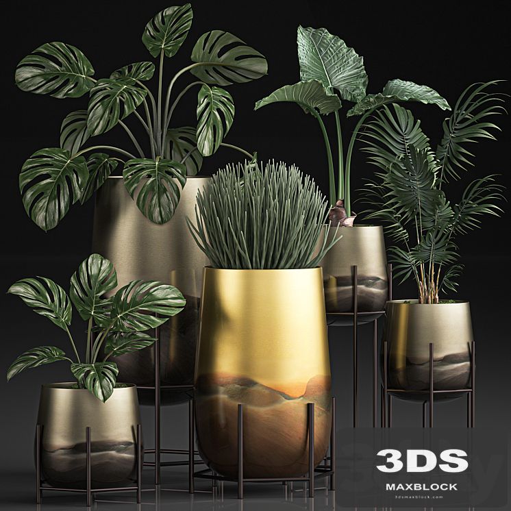 Collection of plants in luxury gold pots on legs with Monstera, palm, hovea, Alokasia, Sansevieria. Set 544.
