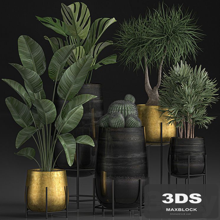 Collection of plants in luxury gold pots on legs with Monstera, Banana, rapeseed, dracaena, cactus, luxury decor. Set 546.