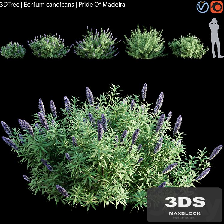 Echium candicans | Pride of madeira