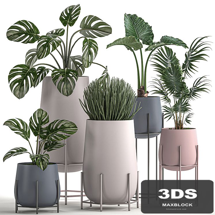Collection of small indoor plants in modern pots on legs with Monstera, Palm, hovea, alokasia, Sansevieria. Set 547.