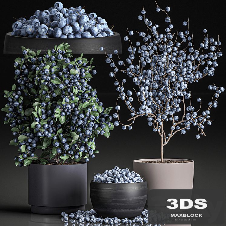 A collection of bouquets of branches with blueberries in black vases with blueberries, a bowl with berries, a blueberry bush. Set 548.