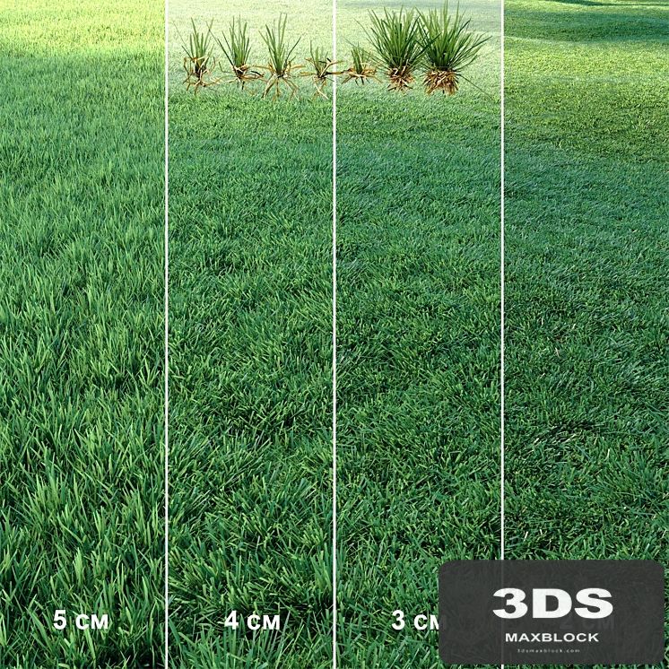 Lawn | Mowed Lawn