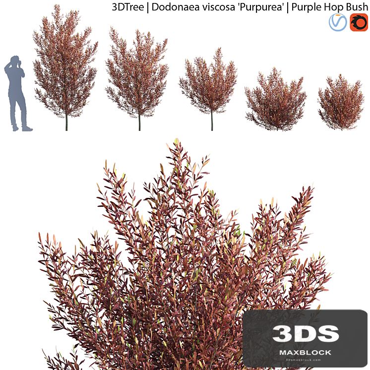 Dodonaea viscosa | Purple hop bush