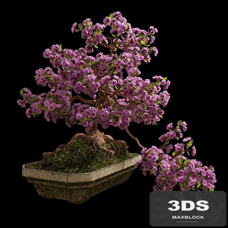 Bonsai Sakura