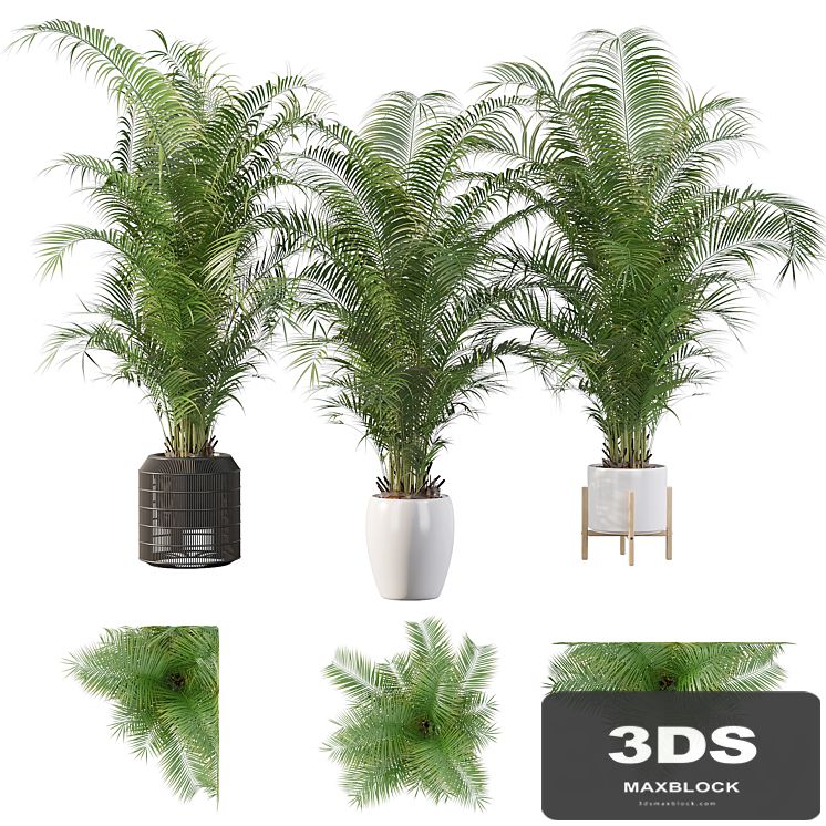 Plants collection 032 - Areca Palm Pack 1