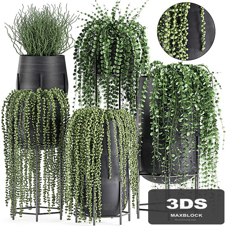 A collection of hanging plants in black pots on legs with Dyschidia, Rowley's Crossberry, Succulents, Rhipsalis. Set 549.