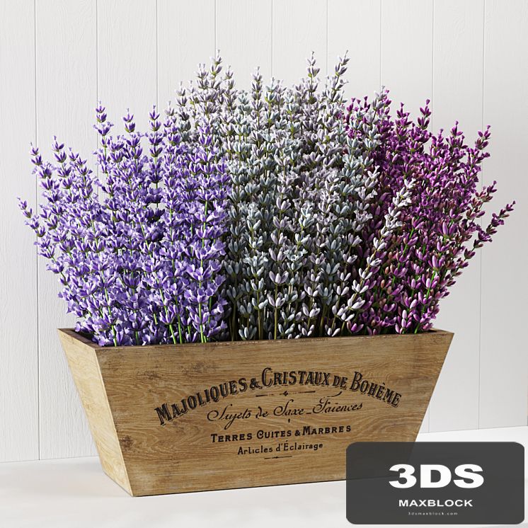 Lavender