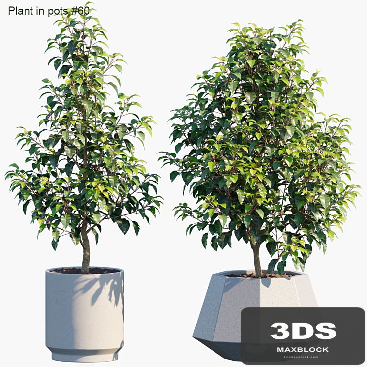 Plant in pots # 60: House plants