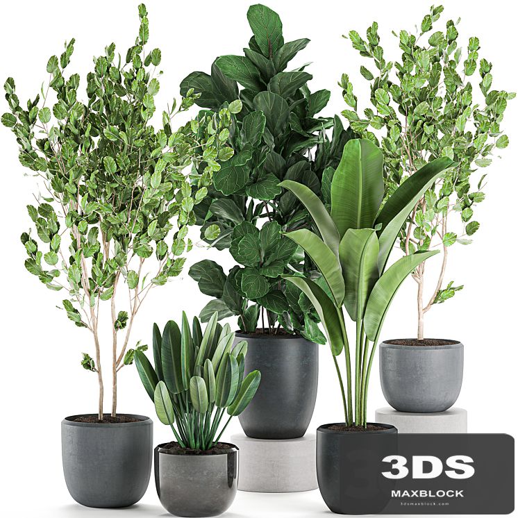 Collection of plants of trees in black pots with Ficus lyrata, banana palm, strelitzia. Set 550.