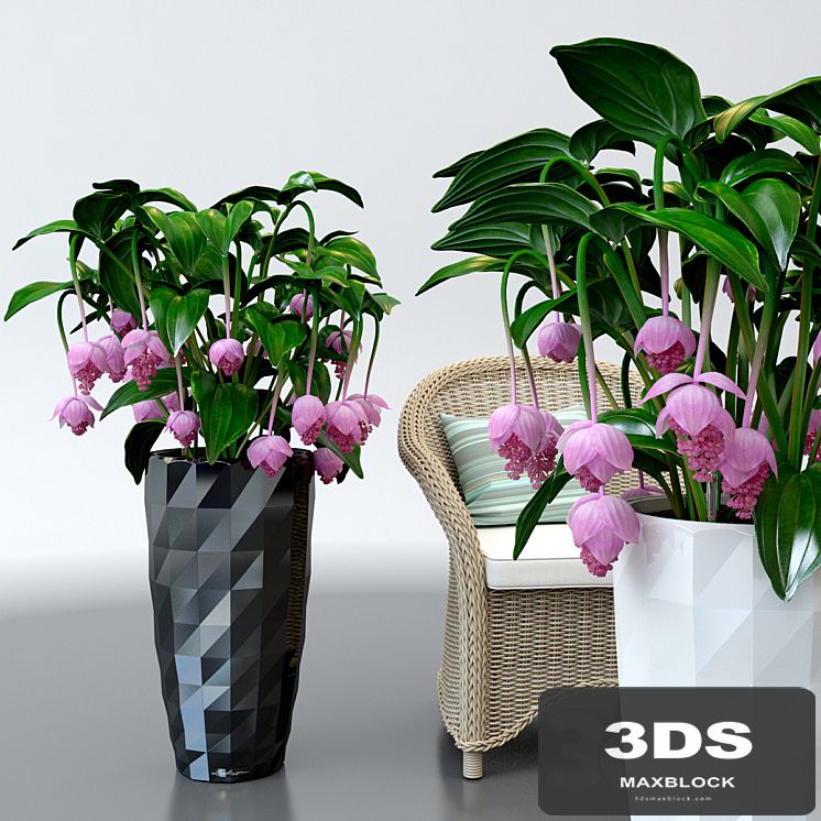 Medinilla magnificent / Medinilla Magnifica in pots Lechuza
