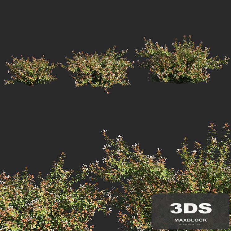 abelia x grandiflora_flower op3