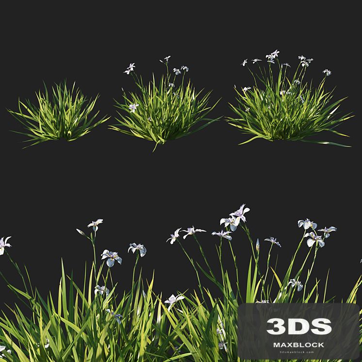 Dietes grandiflora grass