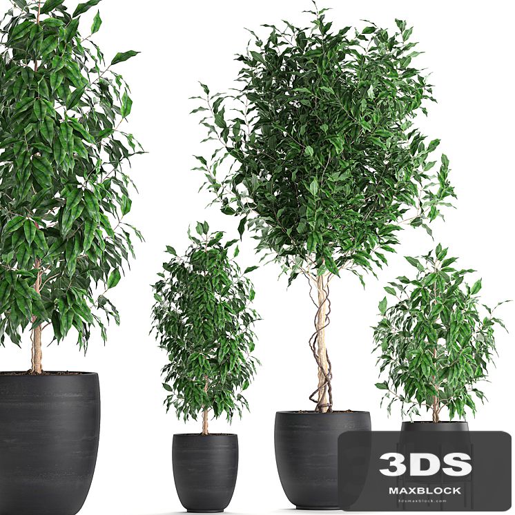 A collection of small beautiful trees in black pots with Ficus Benjamin. Set 553.