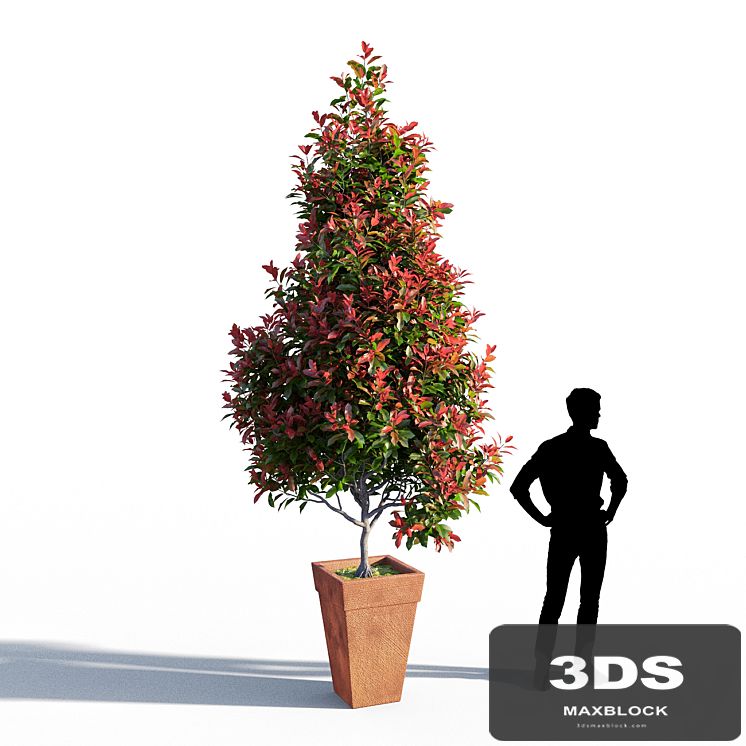 Photinia fraseri Little Red Robin pot