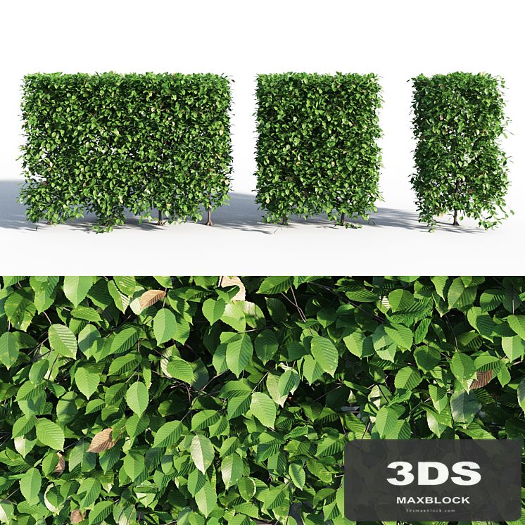 Hornbeam hedge